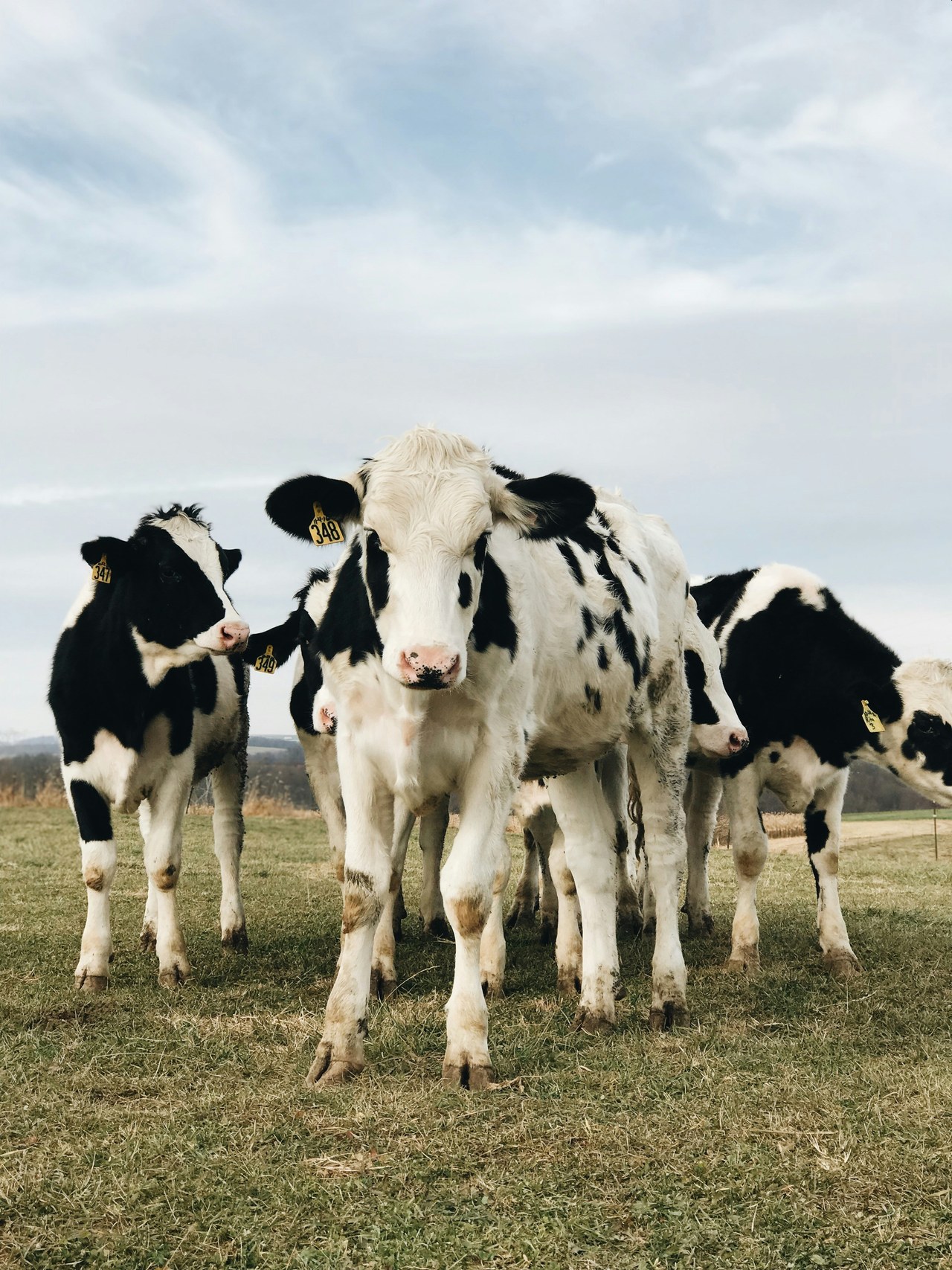 Dairy and refrigerated goods operations