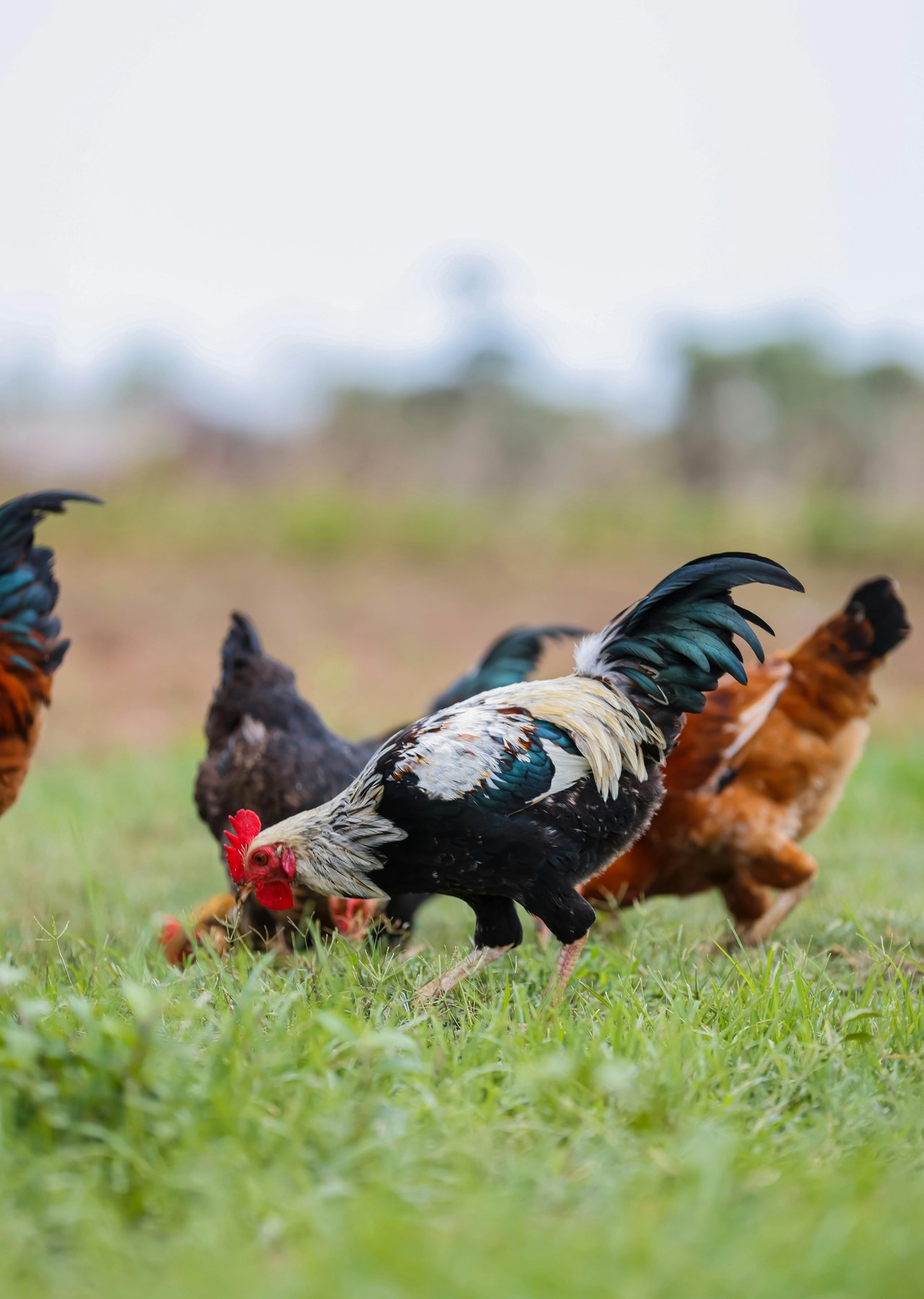 Meat and protein operations