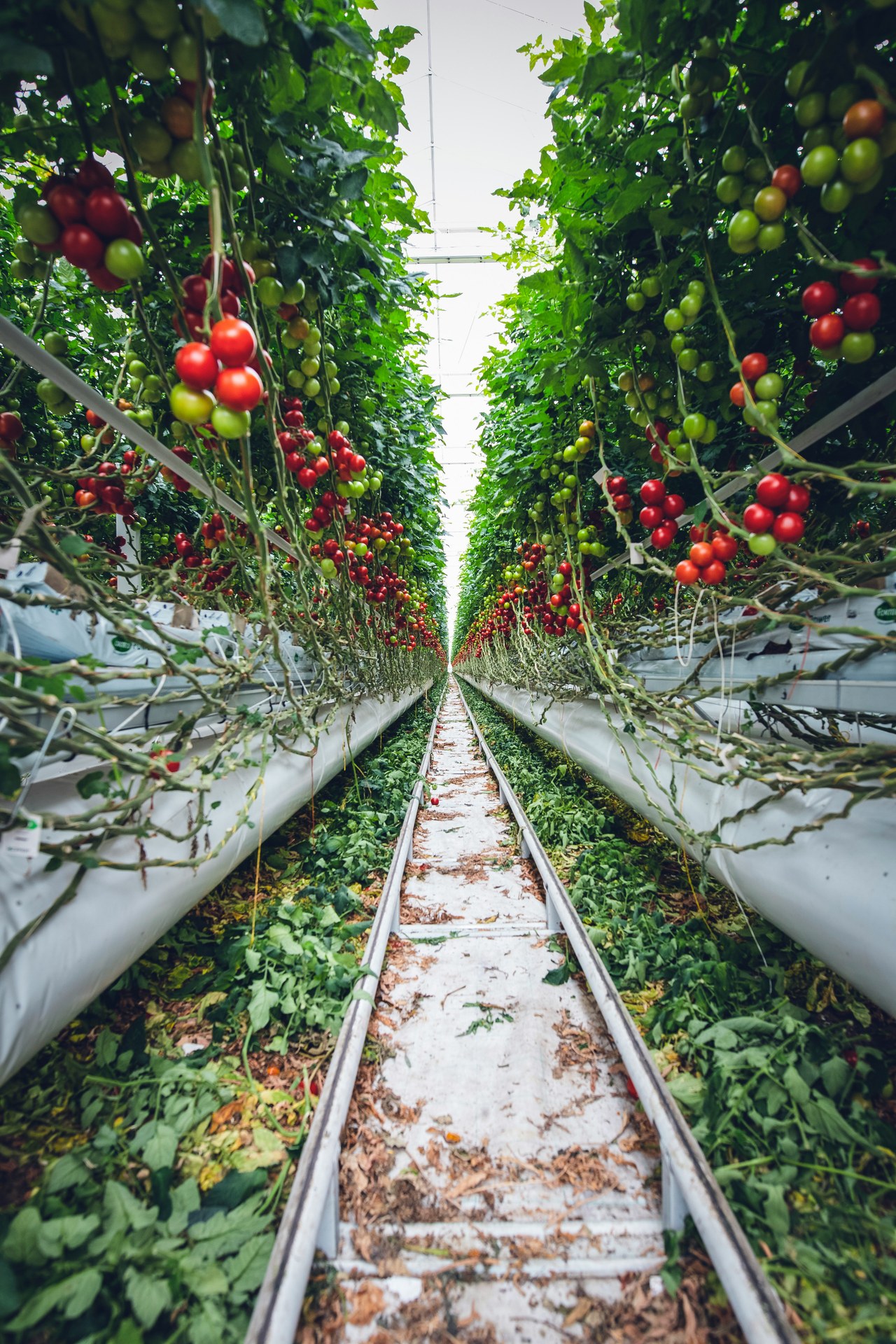 Fresh produce operations